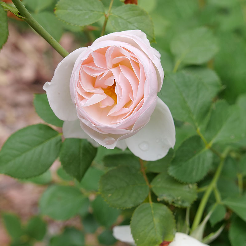Close up of a white/pink bloom of Flavorette Pear'd edible rose
