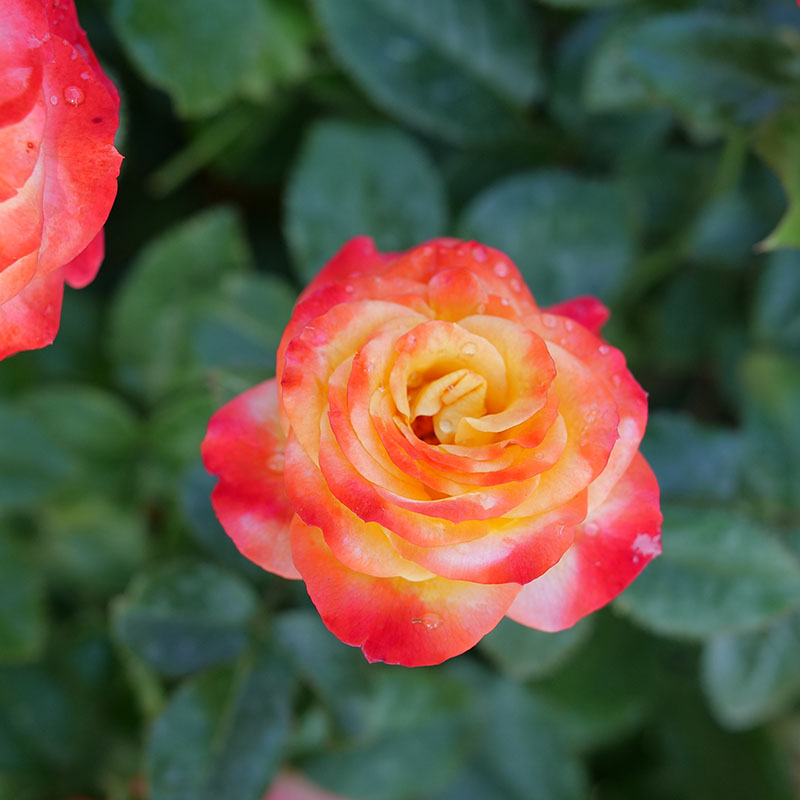 Close up of a vibrant yellow, orange, and red bloom of Oso Easy En Fuego Rose