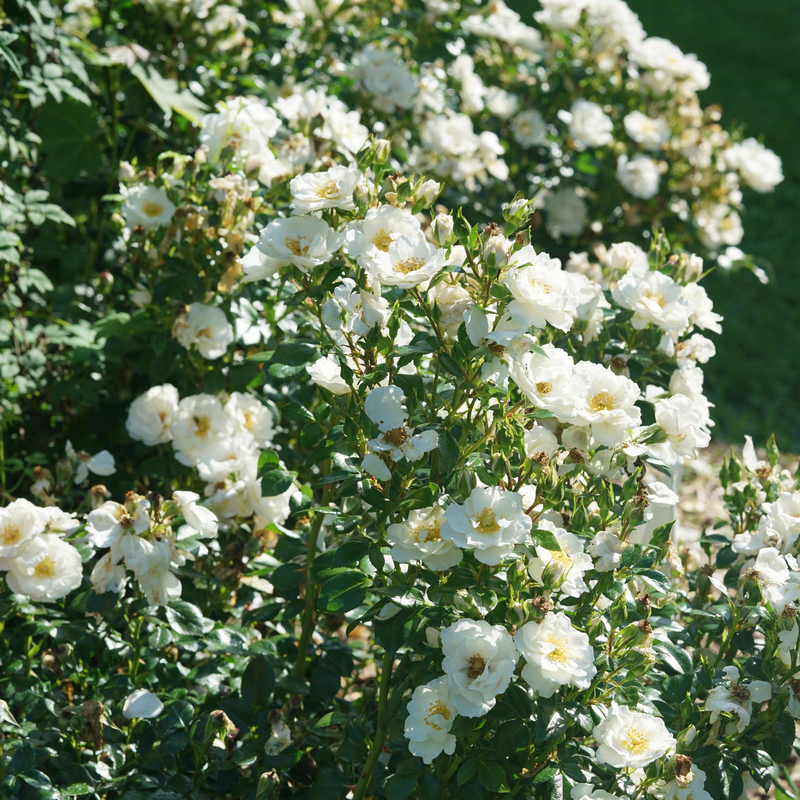 Lots of white blooms of Oso Easy Ice Bay rose contrasting with the green foliage. 