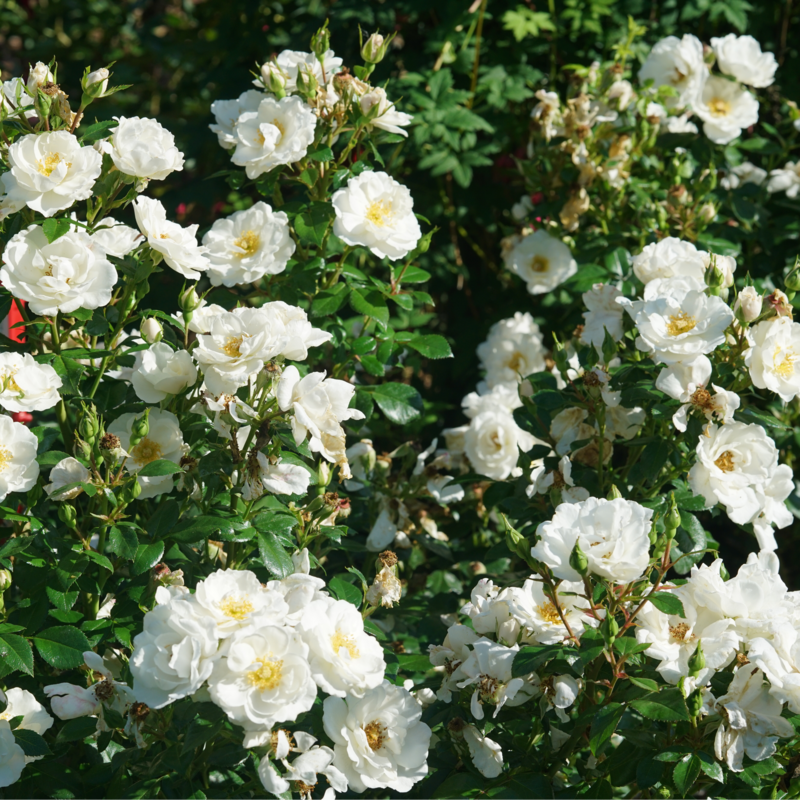 Multiple bright white blooms of Oso Easy Ice Bay Rose.