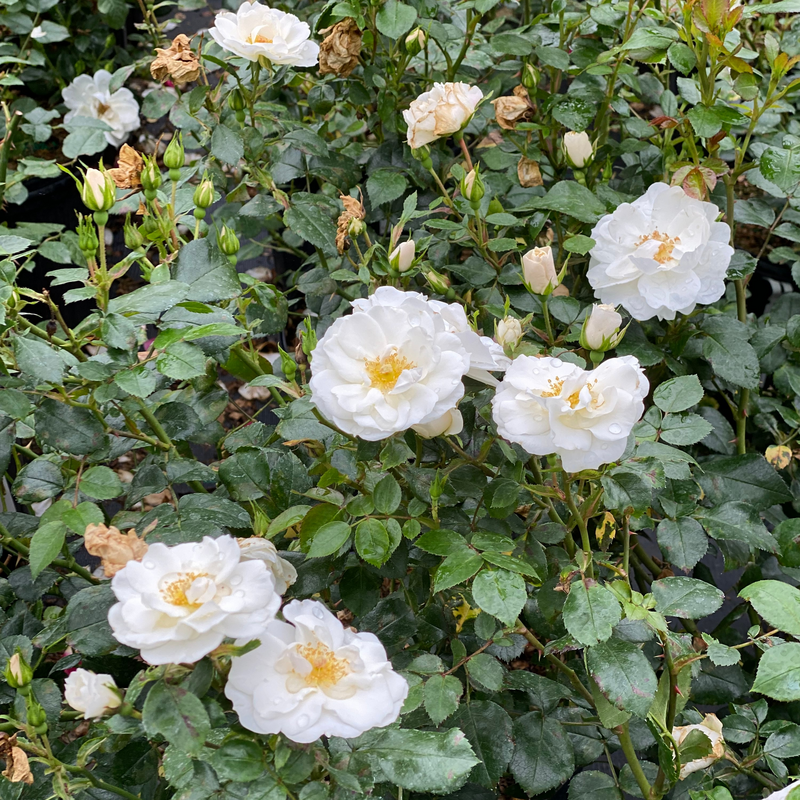 Multiple bright white blooms of Oso Easy Ice Bay Rose.