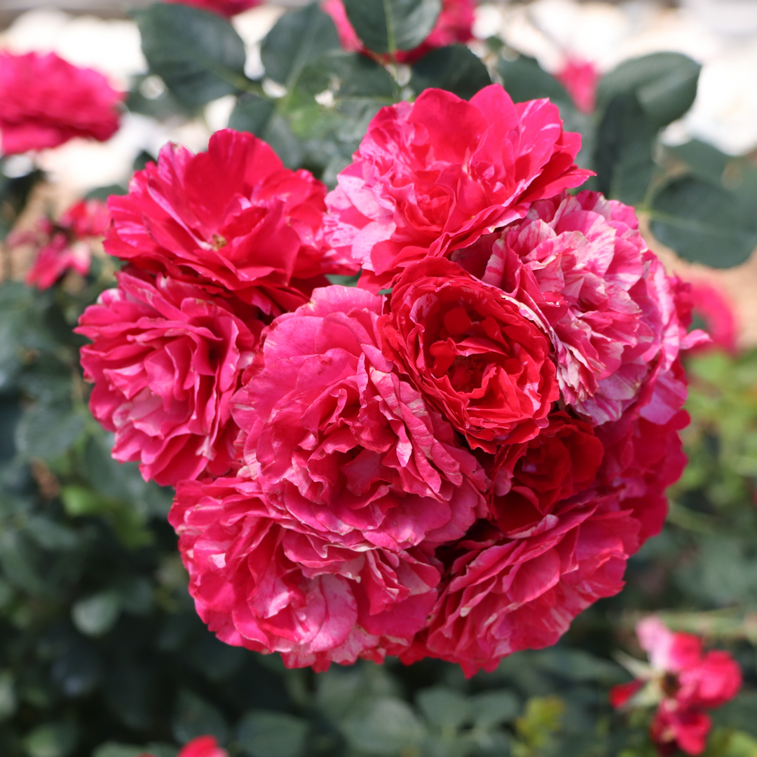 A large cluster of tightly packed flowers of Oso Easy Red Stripe rose showing their red color and white and pink streaks. 