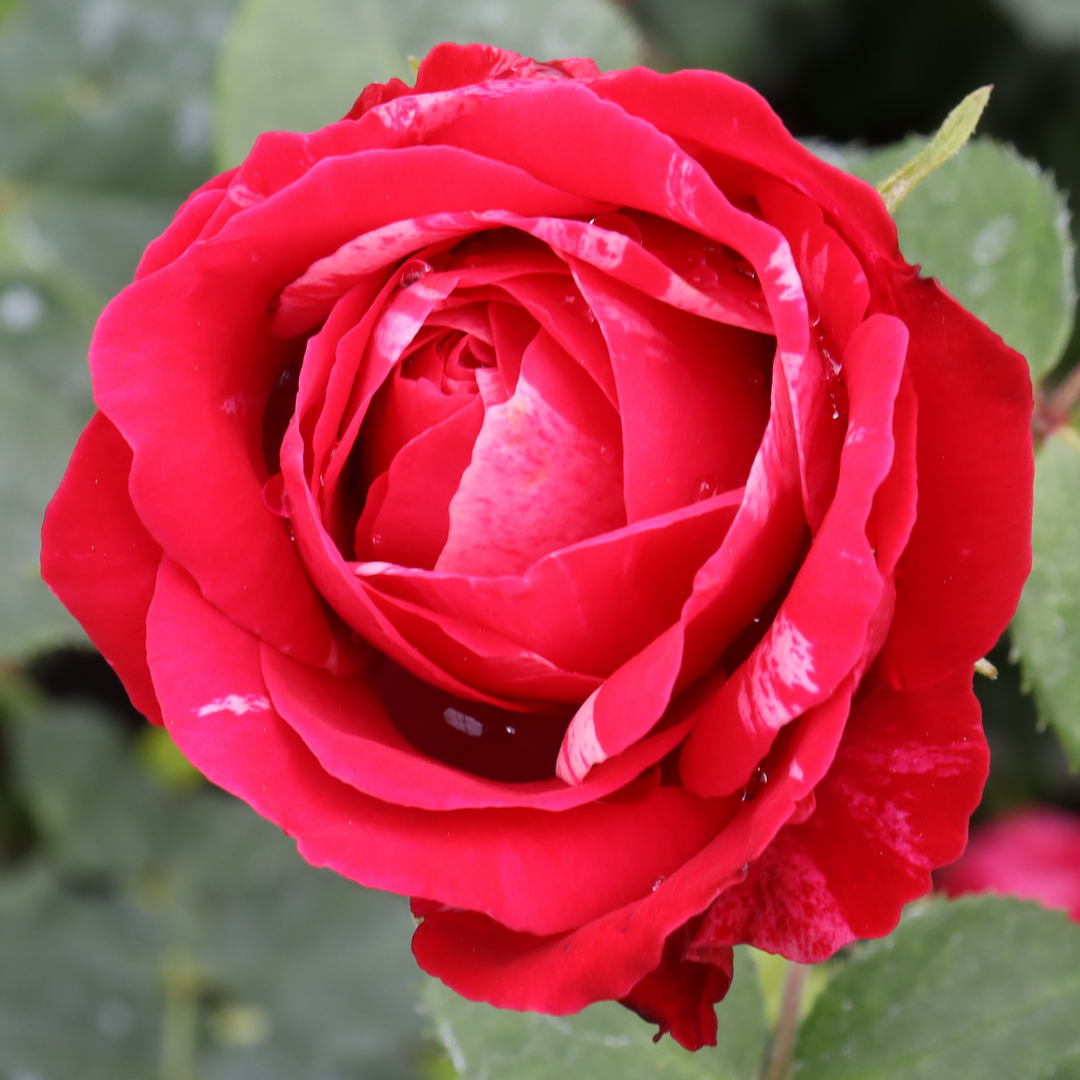 A single flower of Oso Easy Red Stripe rose showing the white and pink streaks throughout its petals. 