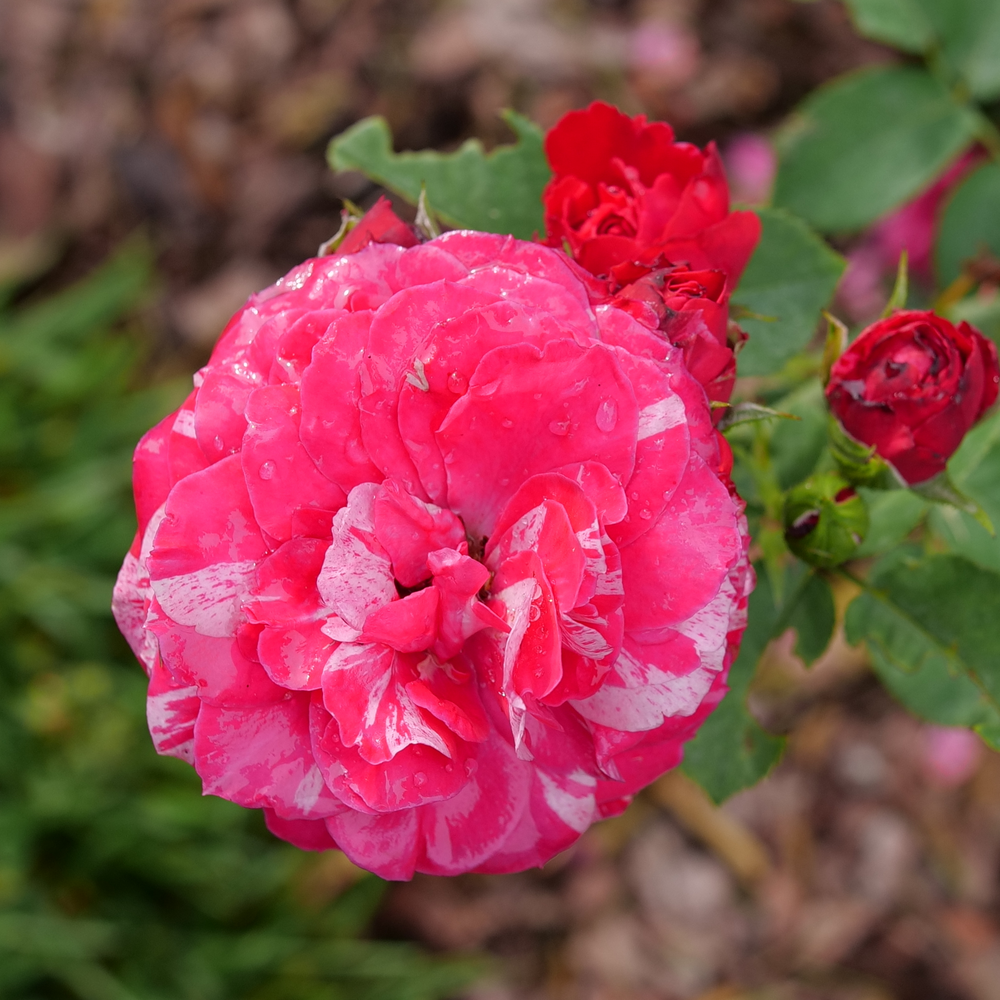 Oso Easy Red Stripe landscape rose with white stripes in front of smaller pink blooms. 