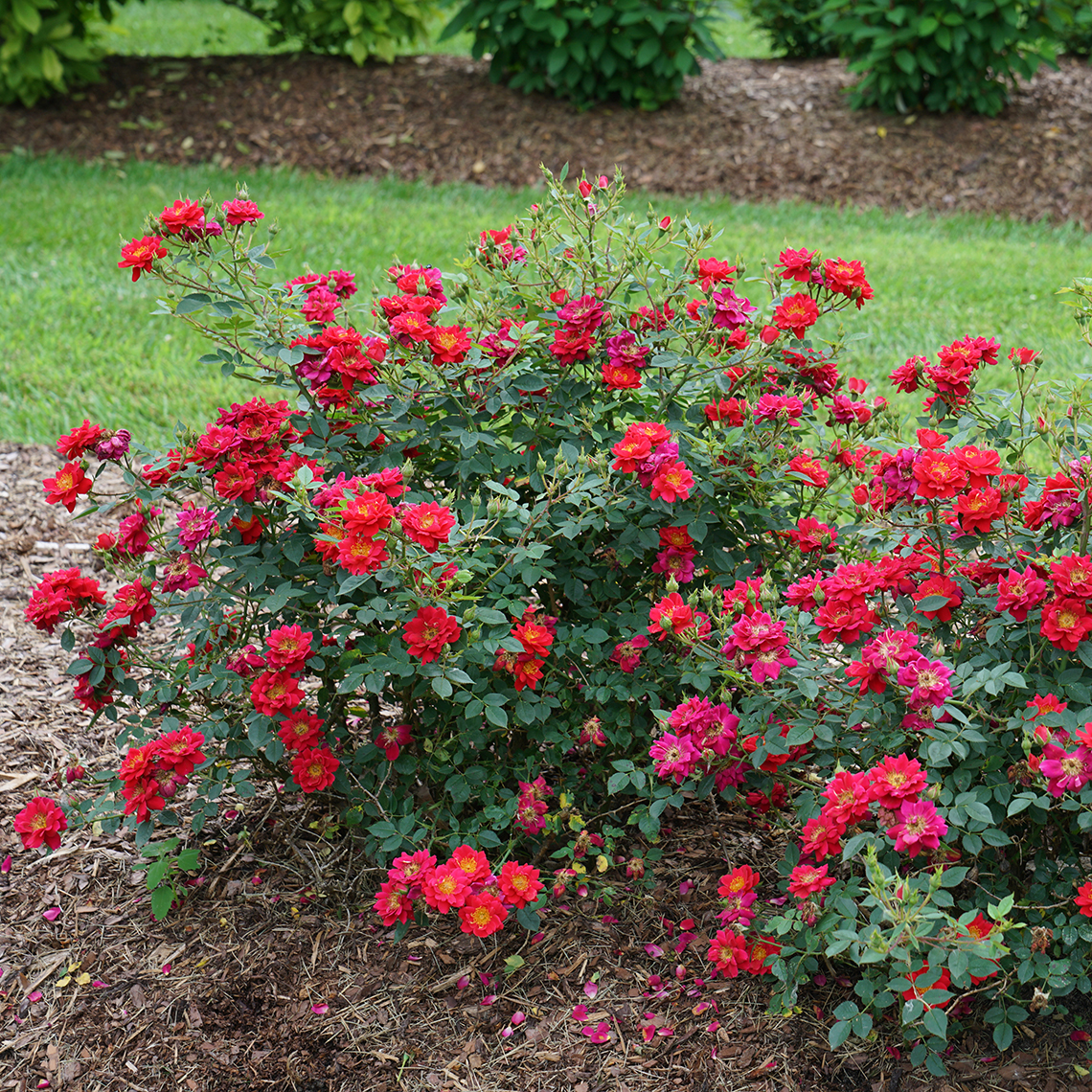 Mounded Oso Easy Urban Legend Rosa with dozens of scarlet flowers and buds