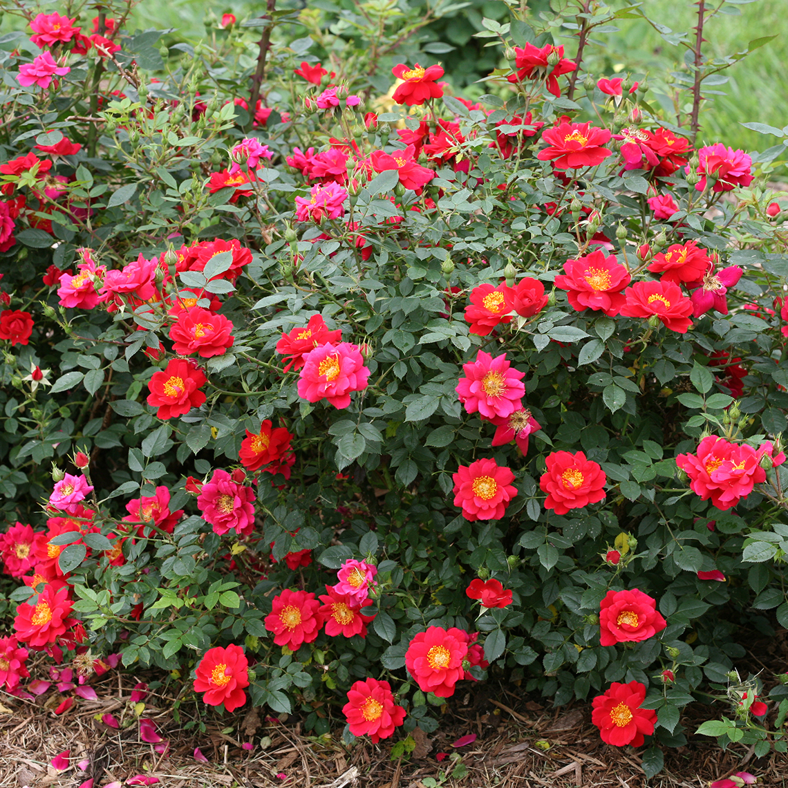 Heavy blooming Oso Easy Urban Legend rose with dozen of deep red blooms