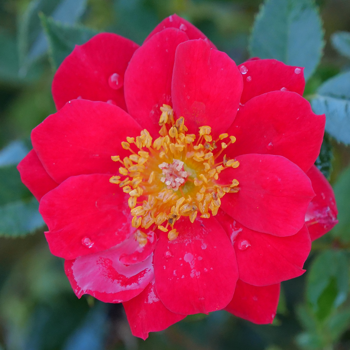 Close up of vivid red Oso Easy Urban Legend bloom with bright yellow center