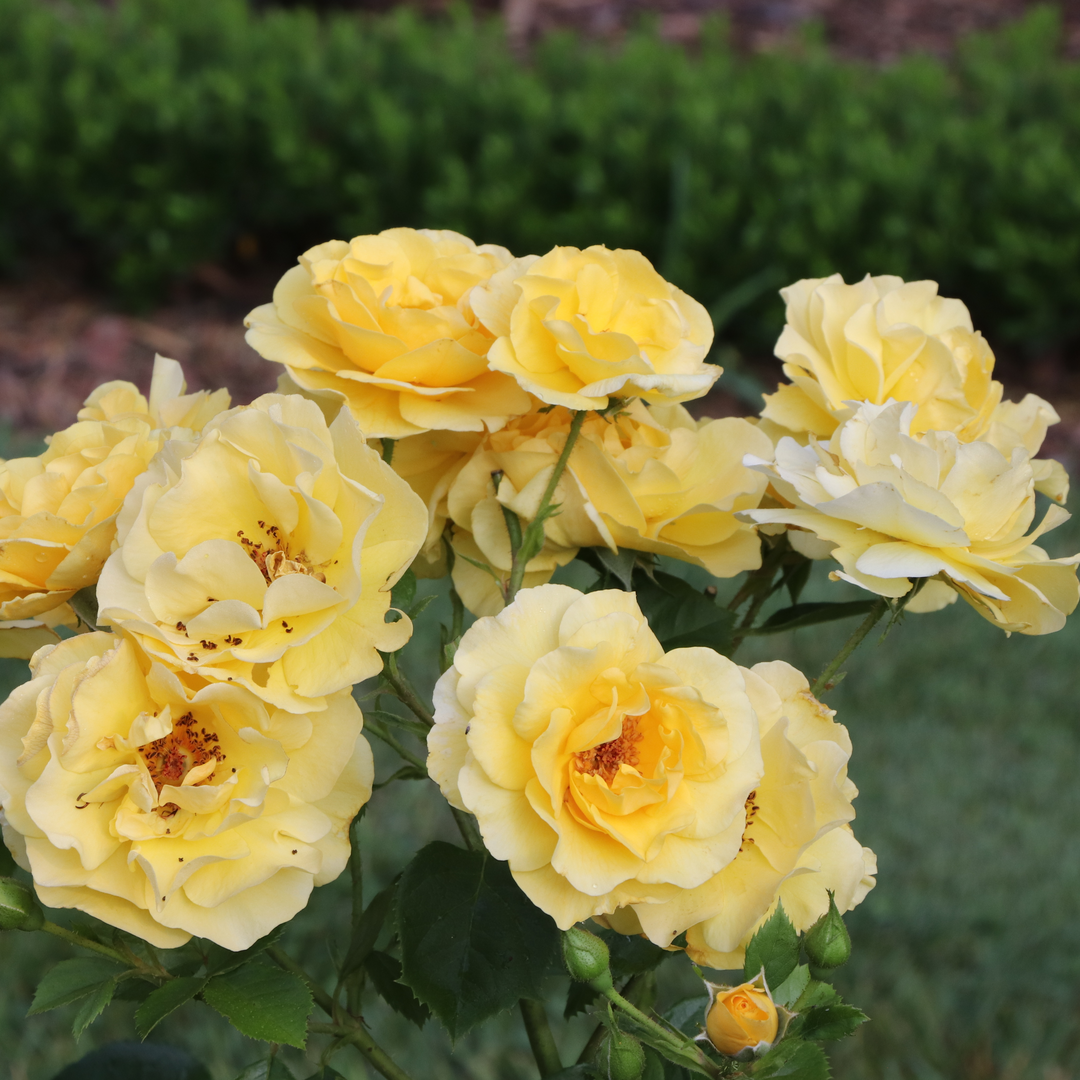 A spray of several large yellow blooms on Reminiscent Yellow rose. 