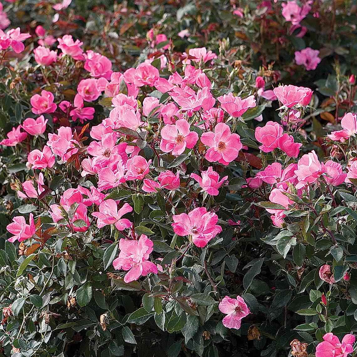 Knock Out Pink Rose heavily blooming in garden bed
