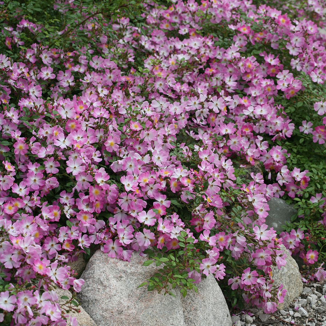 Oso Easy Fragrant Spreader Rose blooming next to rock border