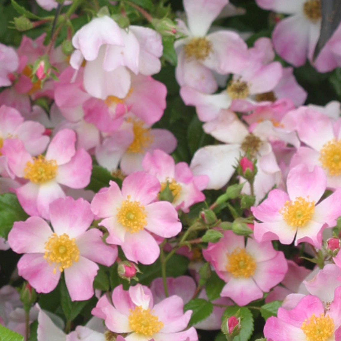 Close up of Oso Easy Fragrant Spreader Rose light pink blooms