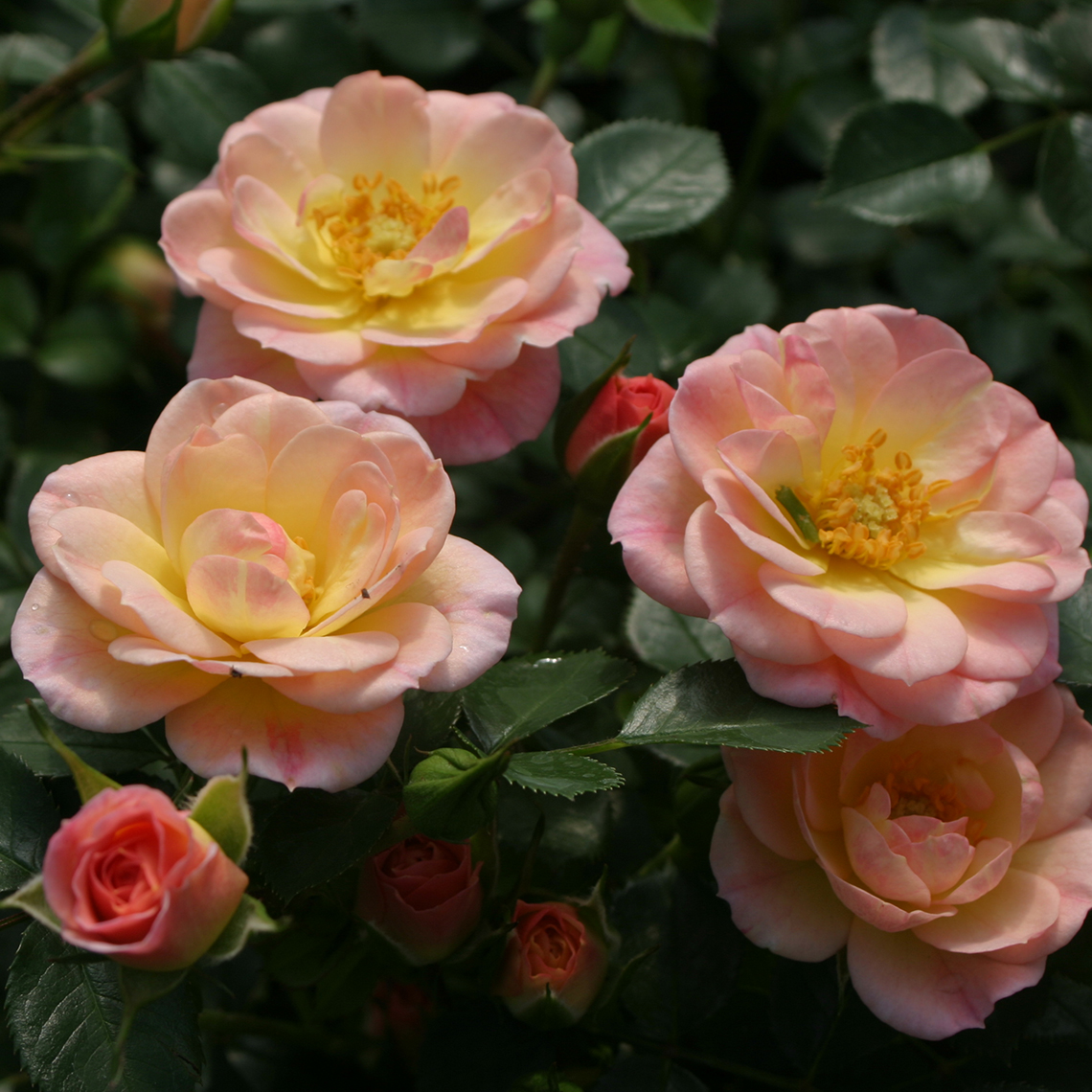 Close up of pale pink Oso Easy Honey Bun Rose blooms