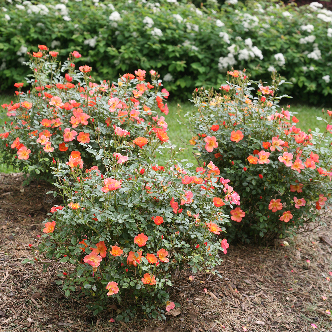Three Oso Easy Hot Paprika Roses blooming in garden bed