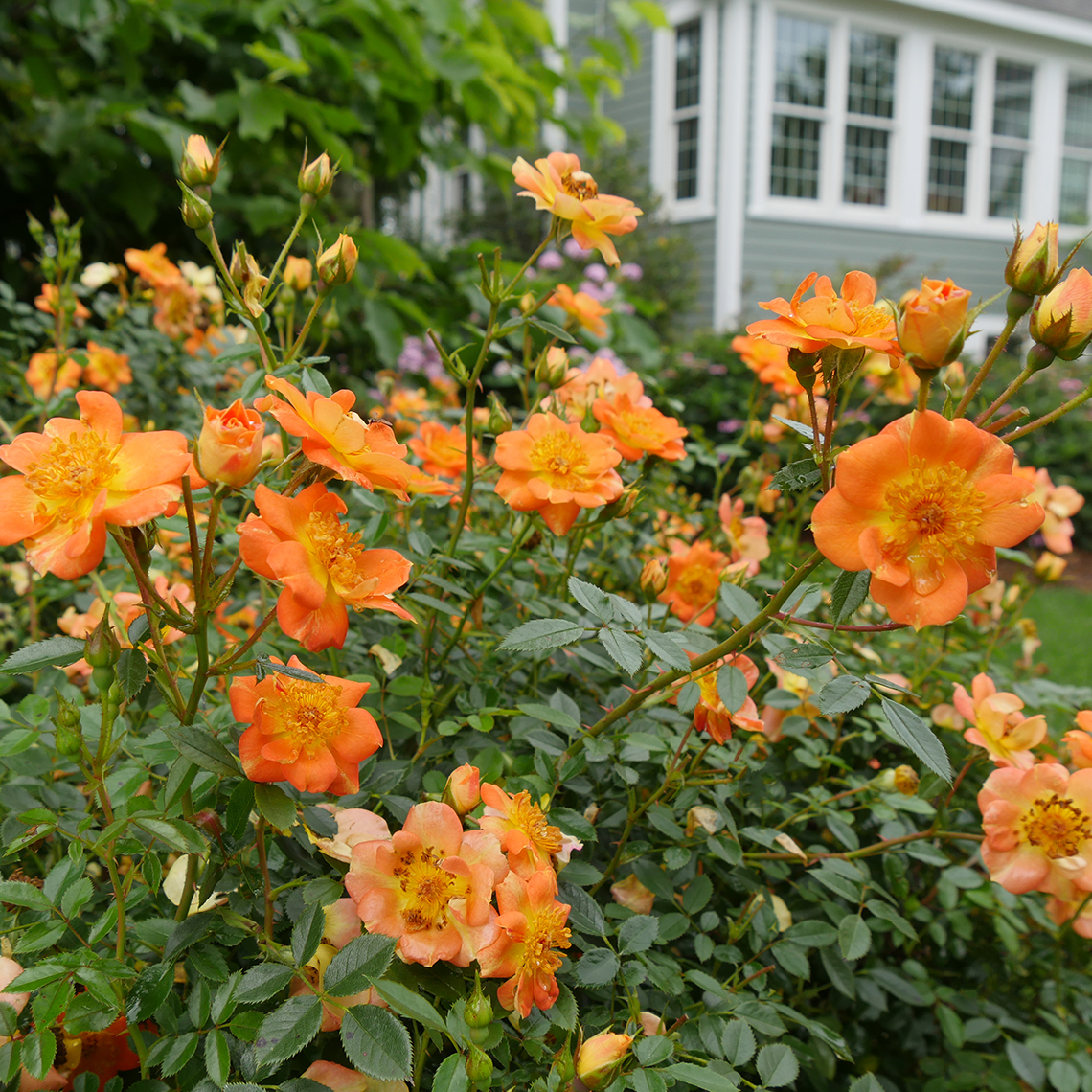 Heavy blooming orange and yellow Oso Easy Paprika Rose in the landscape