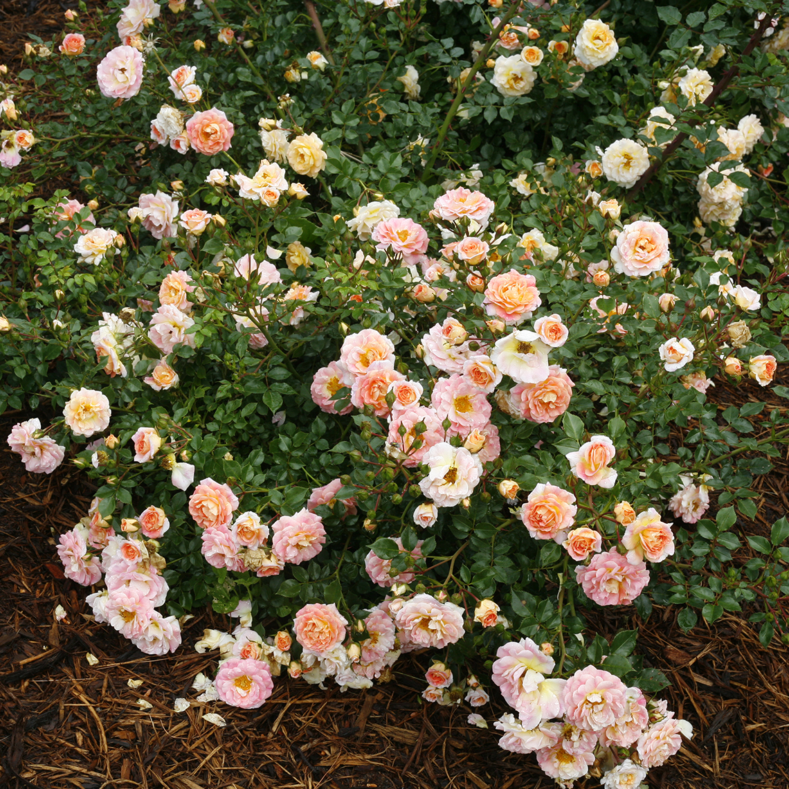 Heavy blooming light pink and light orange Oso Easy Peachy Cream Rose in a bed of mulch
