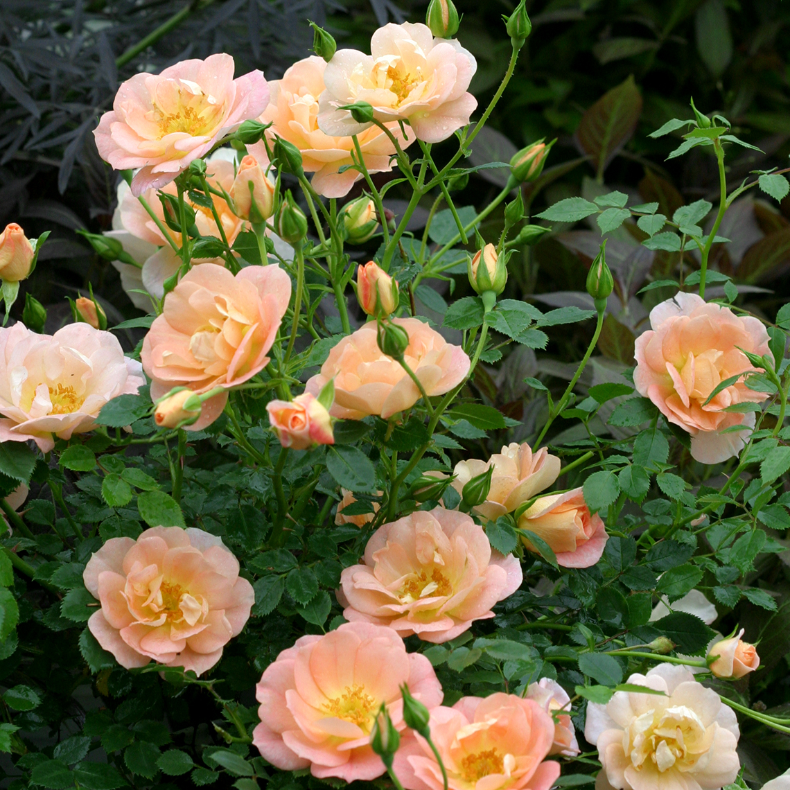 Abundant blooms on Oso Easy Peachy Cream Rose