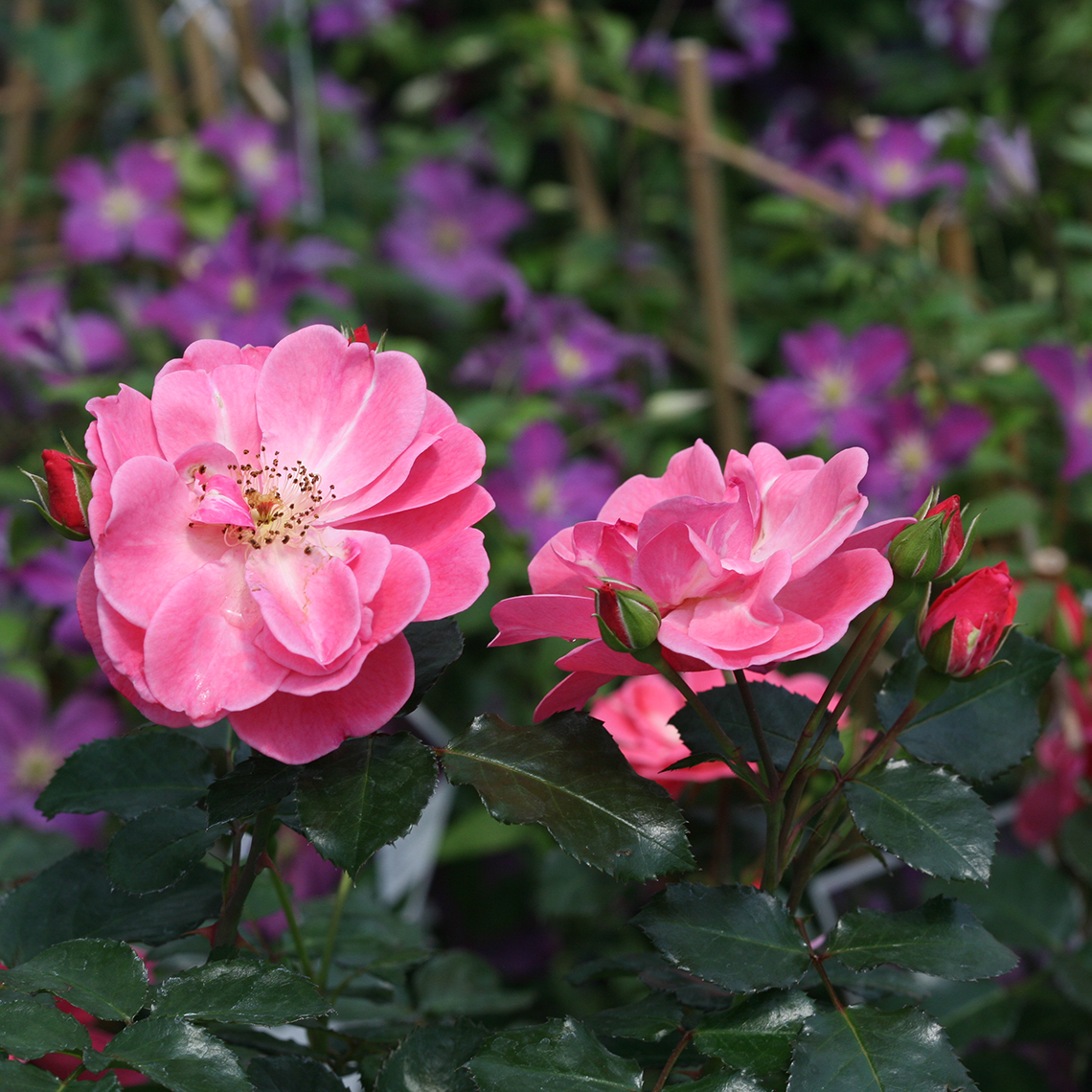 Oso Easy Pink Cupcake Rose blooms with Brother Stefan Clematis