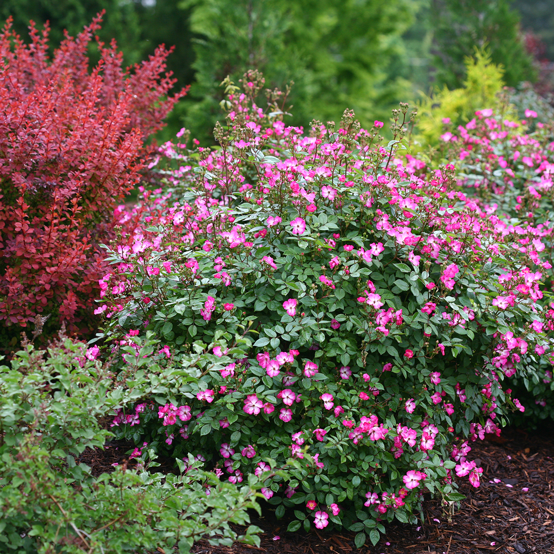Oso Happy Smoothie Rose abundant pink blooms in garden bed