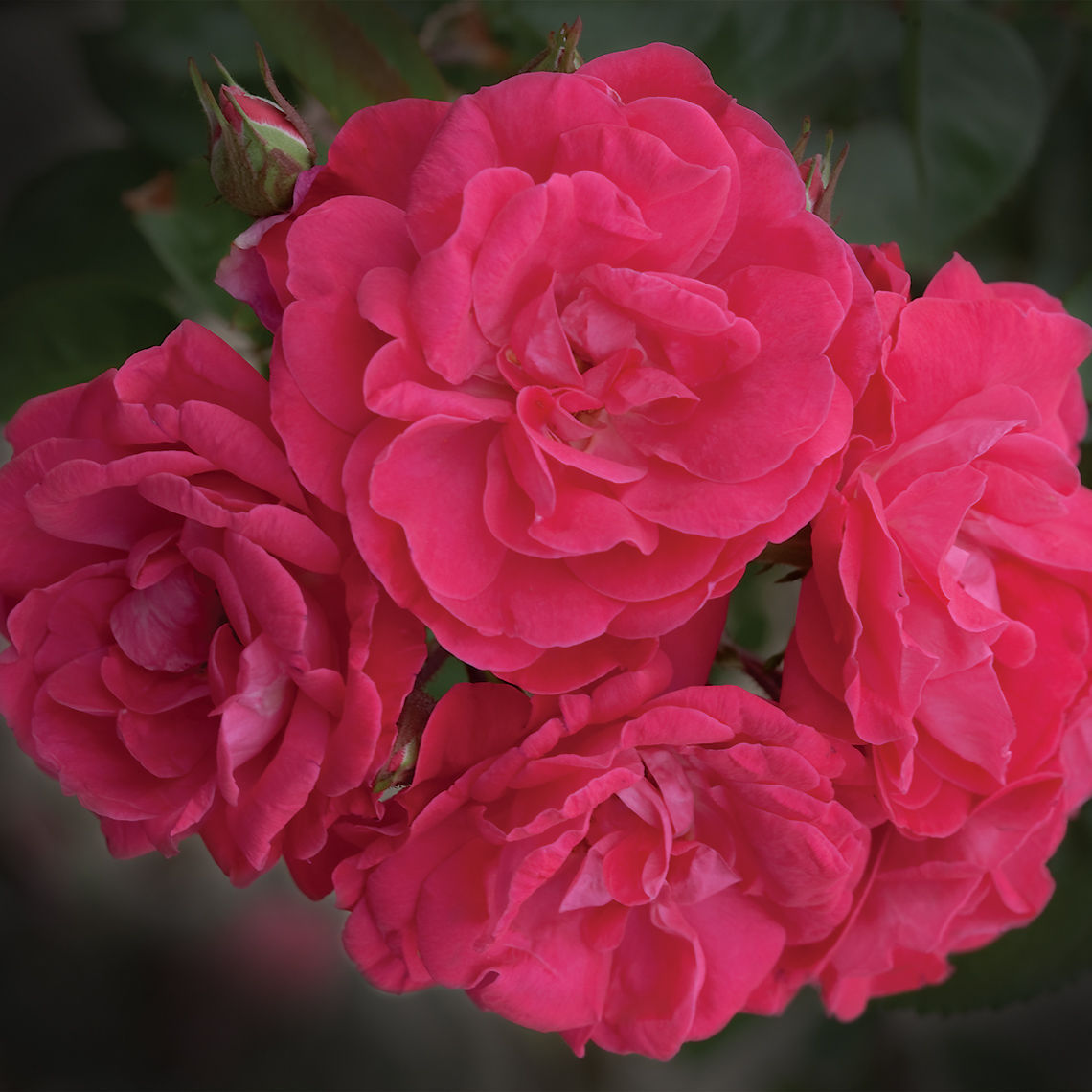 Close up of four vibrant pink Party Hardy Rose blooms