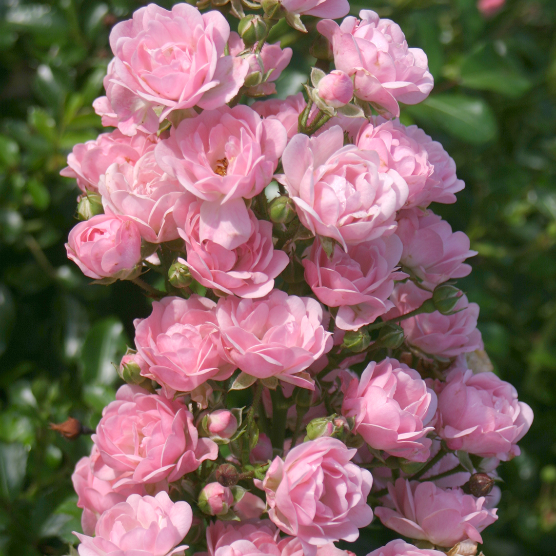 Heavy blooming light pink The Fairy Rose