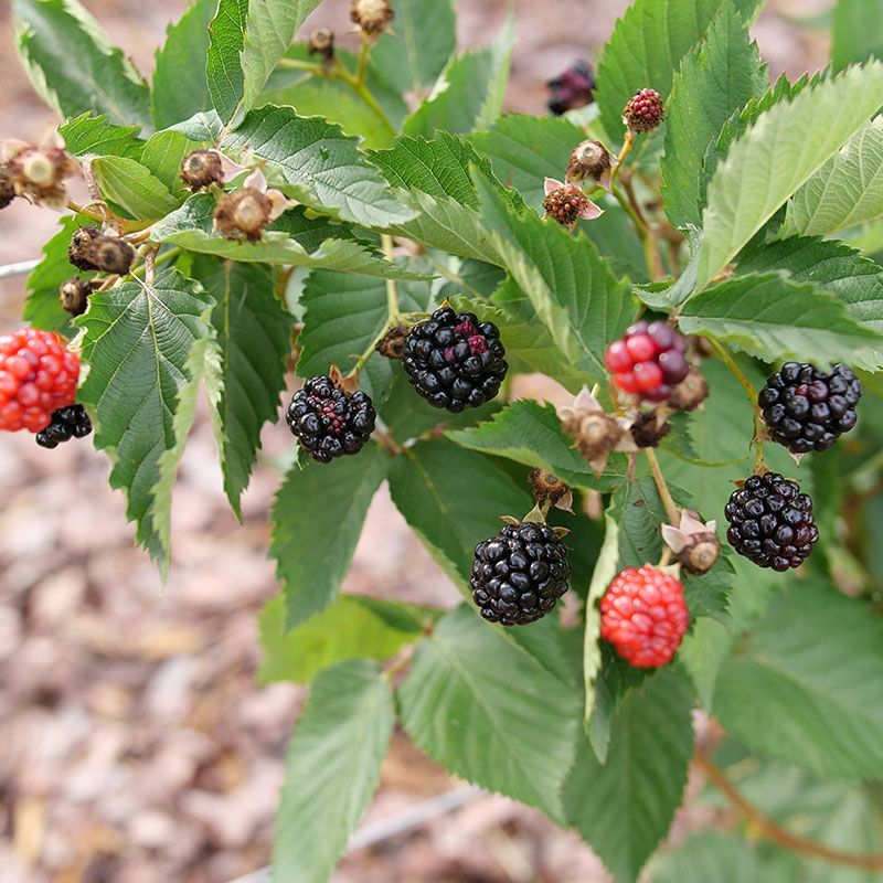 Close up of the berries on Taste of Heaven Blackberry