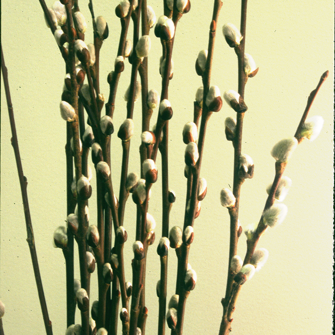 Close up of Salix caprea blooms