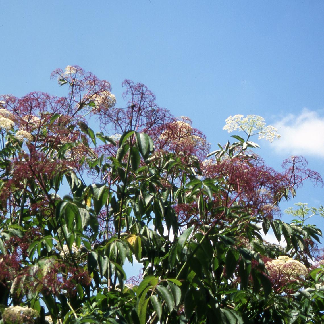 Adams Sambucus blooming with a blue sky background