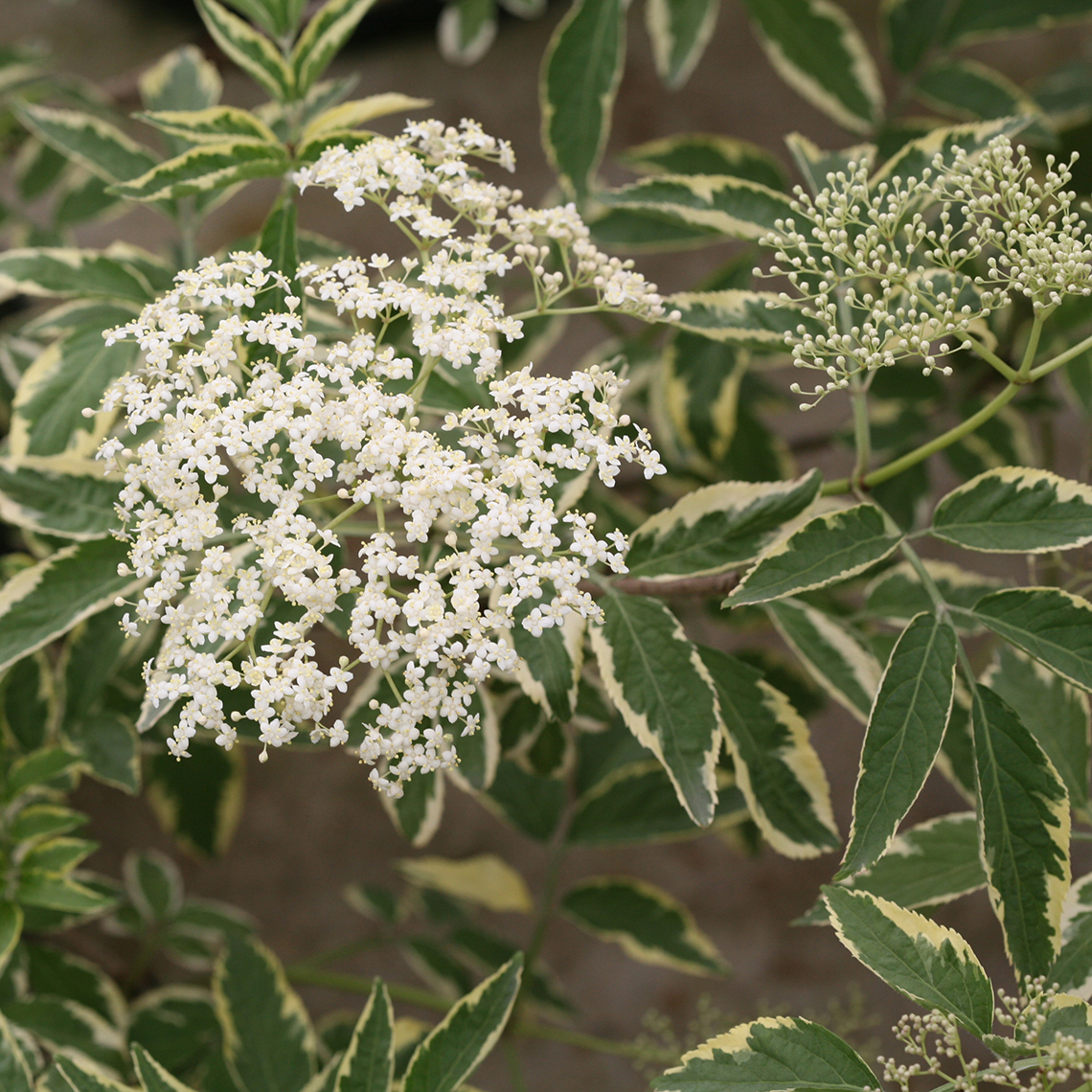 Close up of white Instant Karma Sambucus bloom with variegated foliage