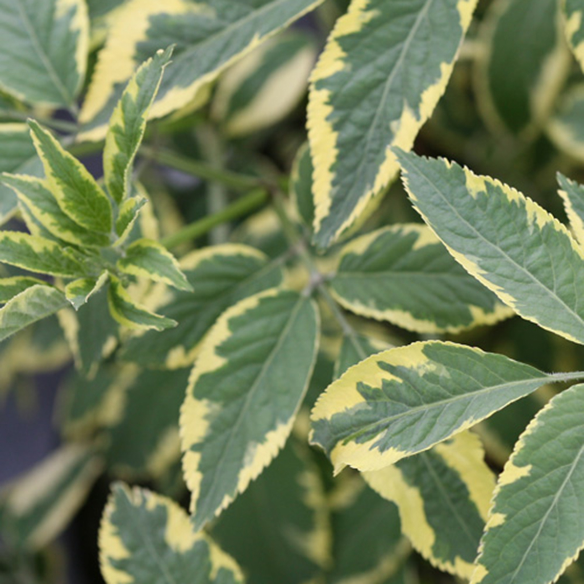 Close up of variegated Instant Karma Sambucus foliage