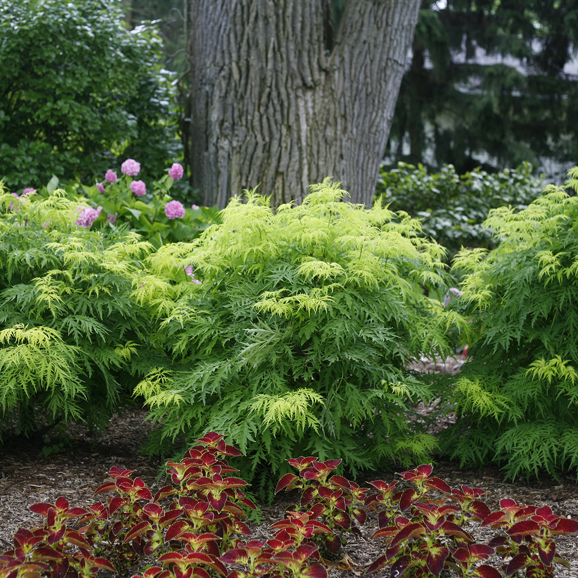 Row of lime green and green Lemony Lace Sambucus in a garden bed