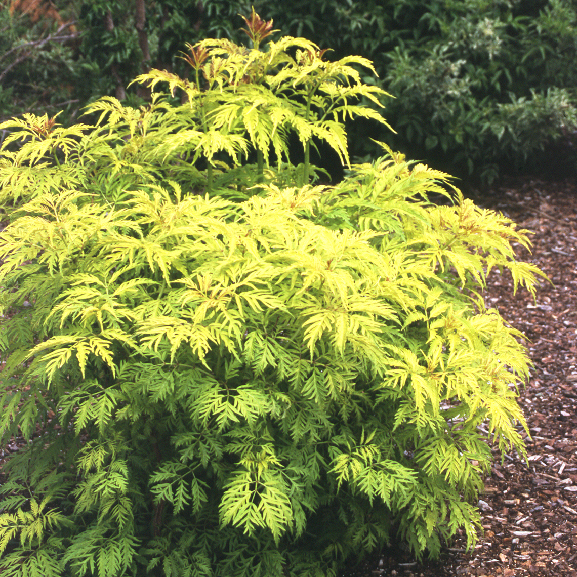 Sutherland Gold Sambucus yellow and lime green foliage in mulch