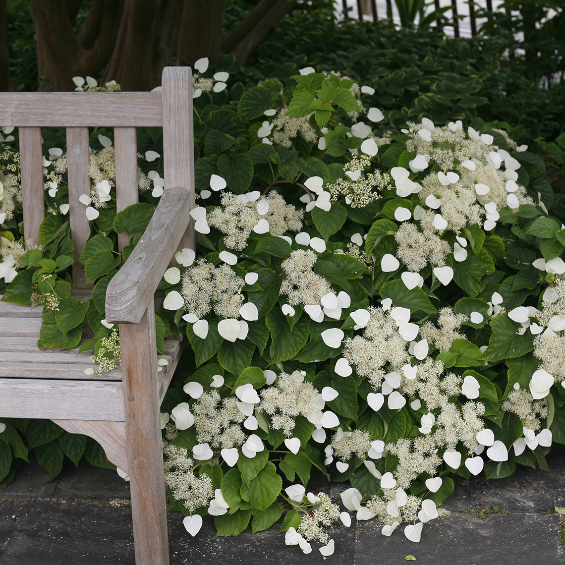 Moonlight Schizophragma blooming heavily next to wooden bench