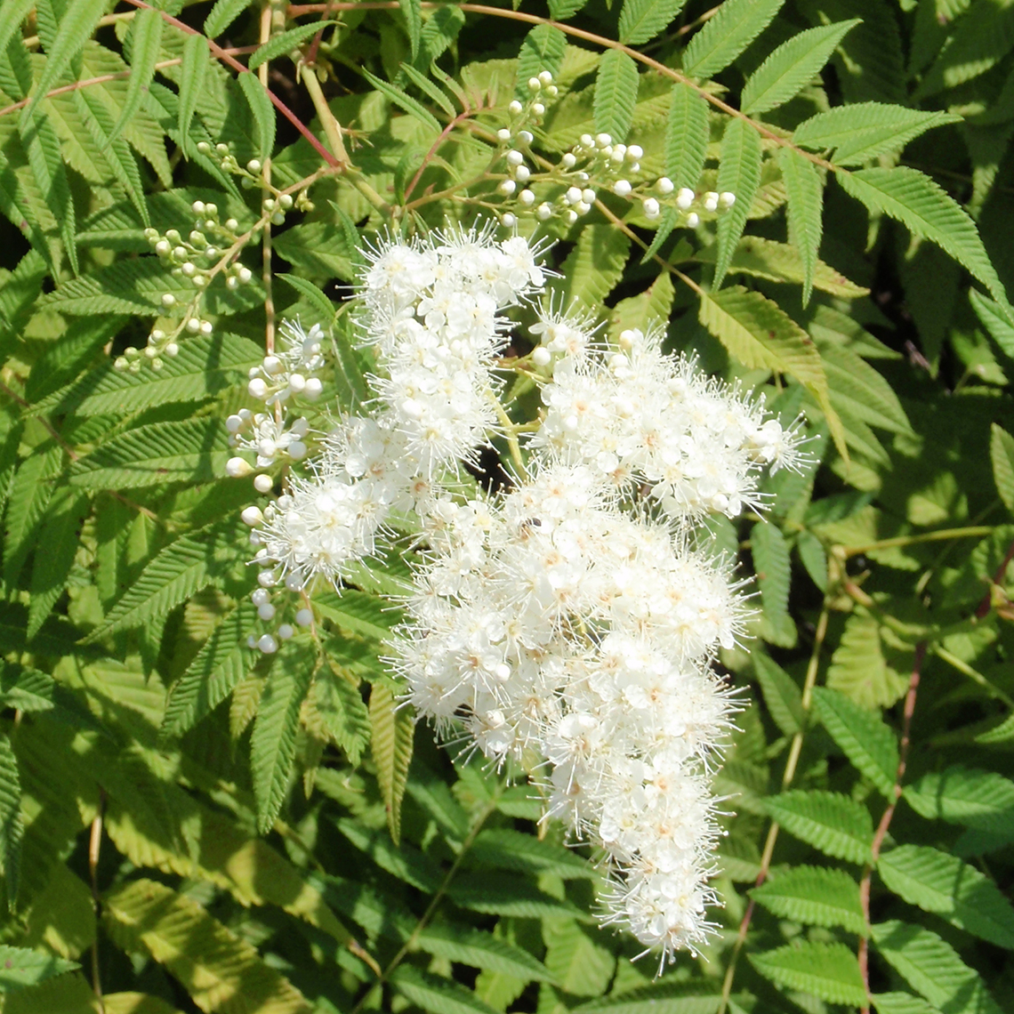 Lacy white panical Sorbaria flower over green foliage