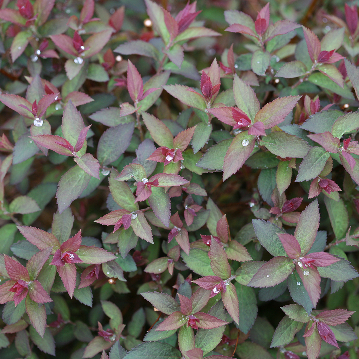 Close up of purple-red new growth of Double Play Artisan Spiraea