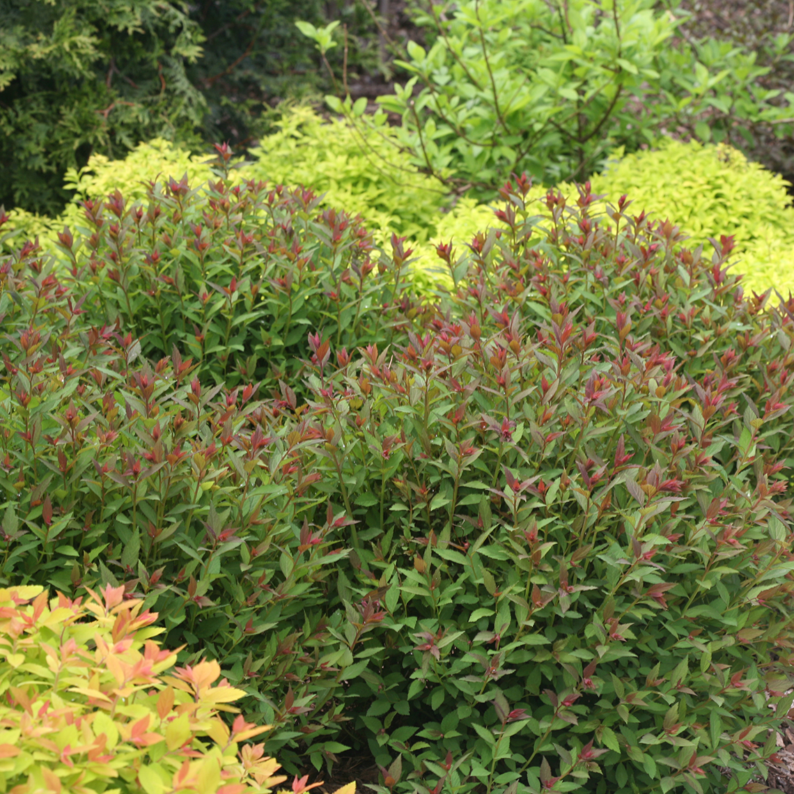 Mass planting of Double Play Artisan Spiraea tipped with red new growth