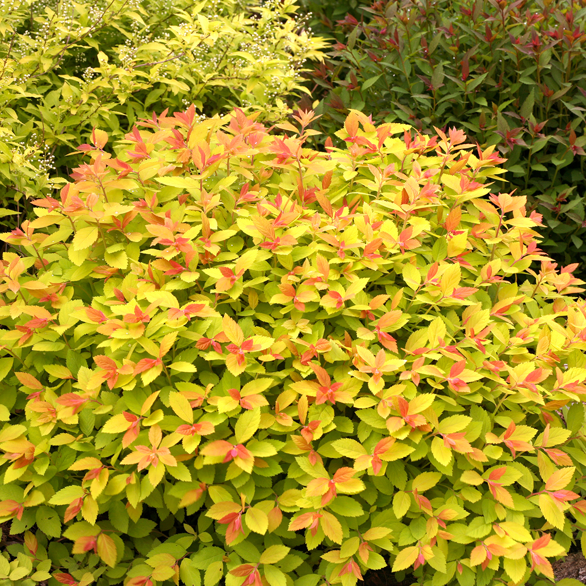 Lime and red new growth on Double Play Big Bang Spiraea