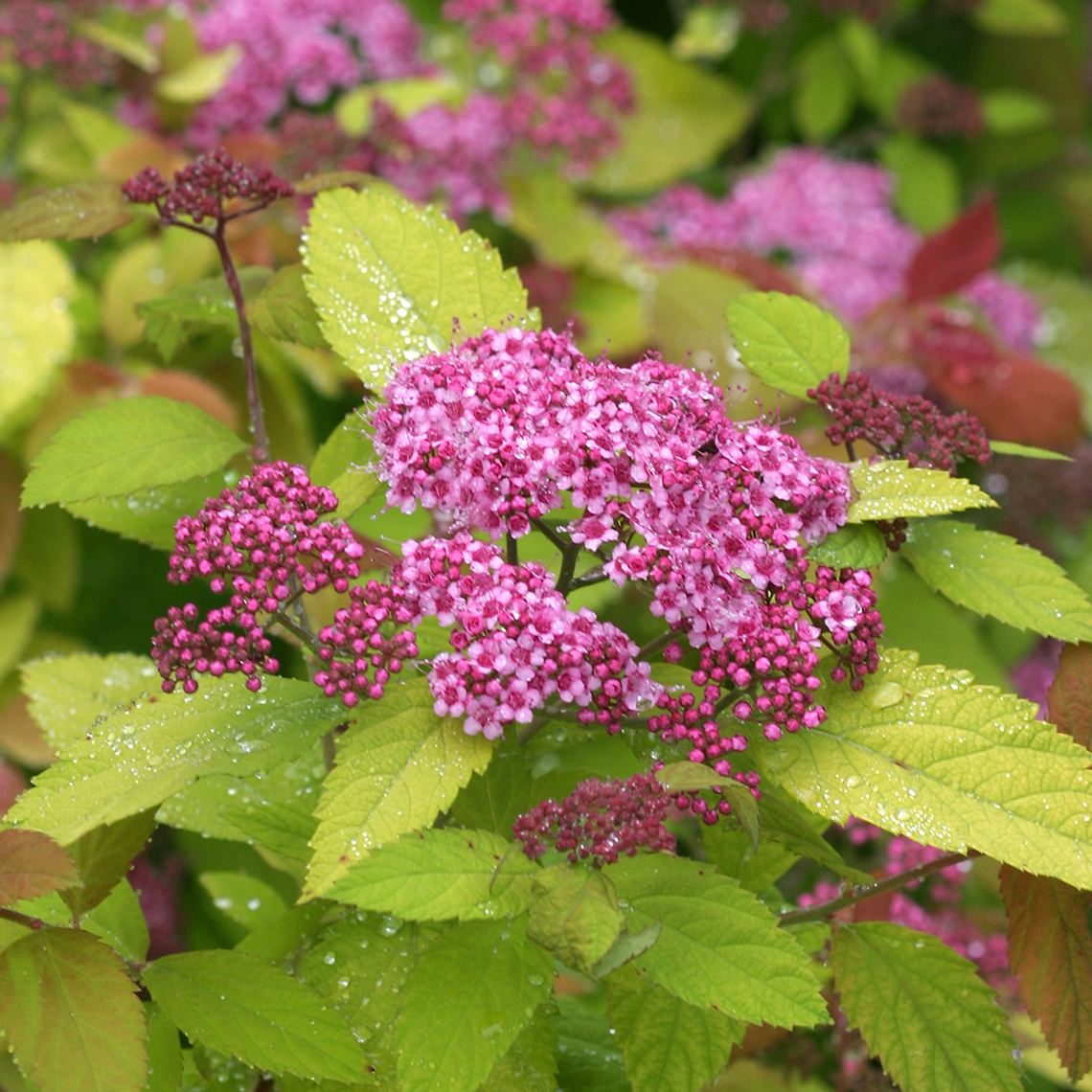 Close up of single pink flower cluster of Double Play Big Bang Spiraea