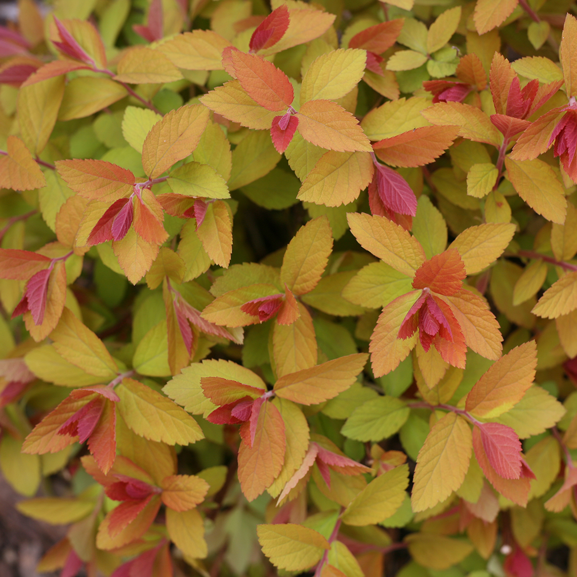 Close up of Doulbe Play Big Bang Spiraea's lime orange and red new spring growth