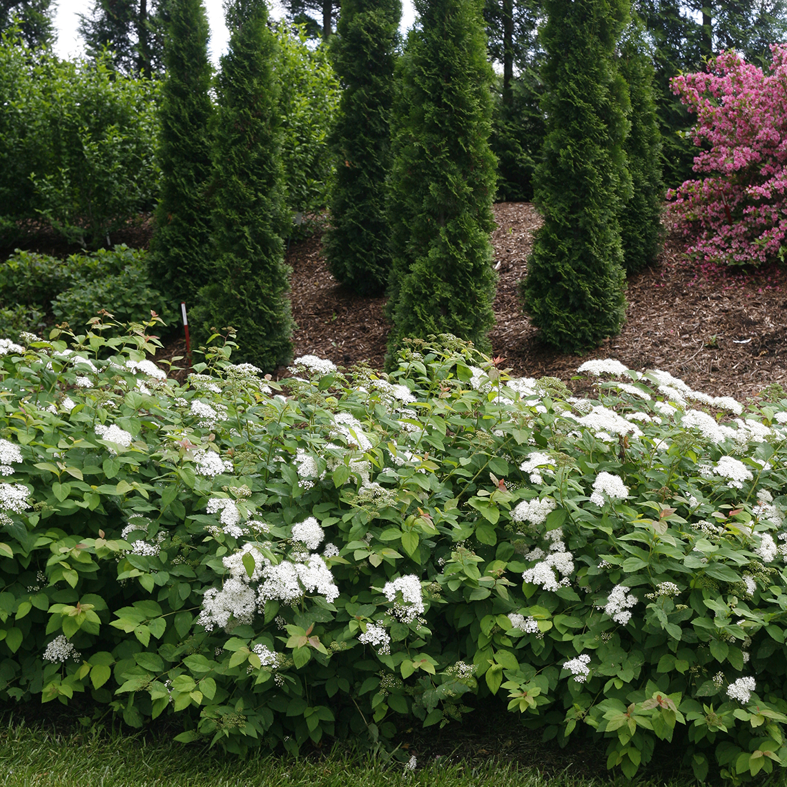 Flowering Double Play Blue Kazoo Spiraea in landscape with narrow Thuja