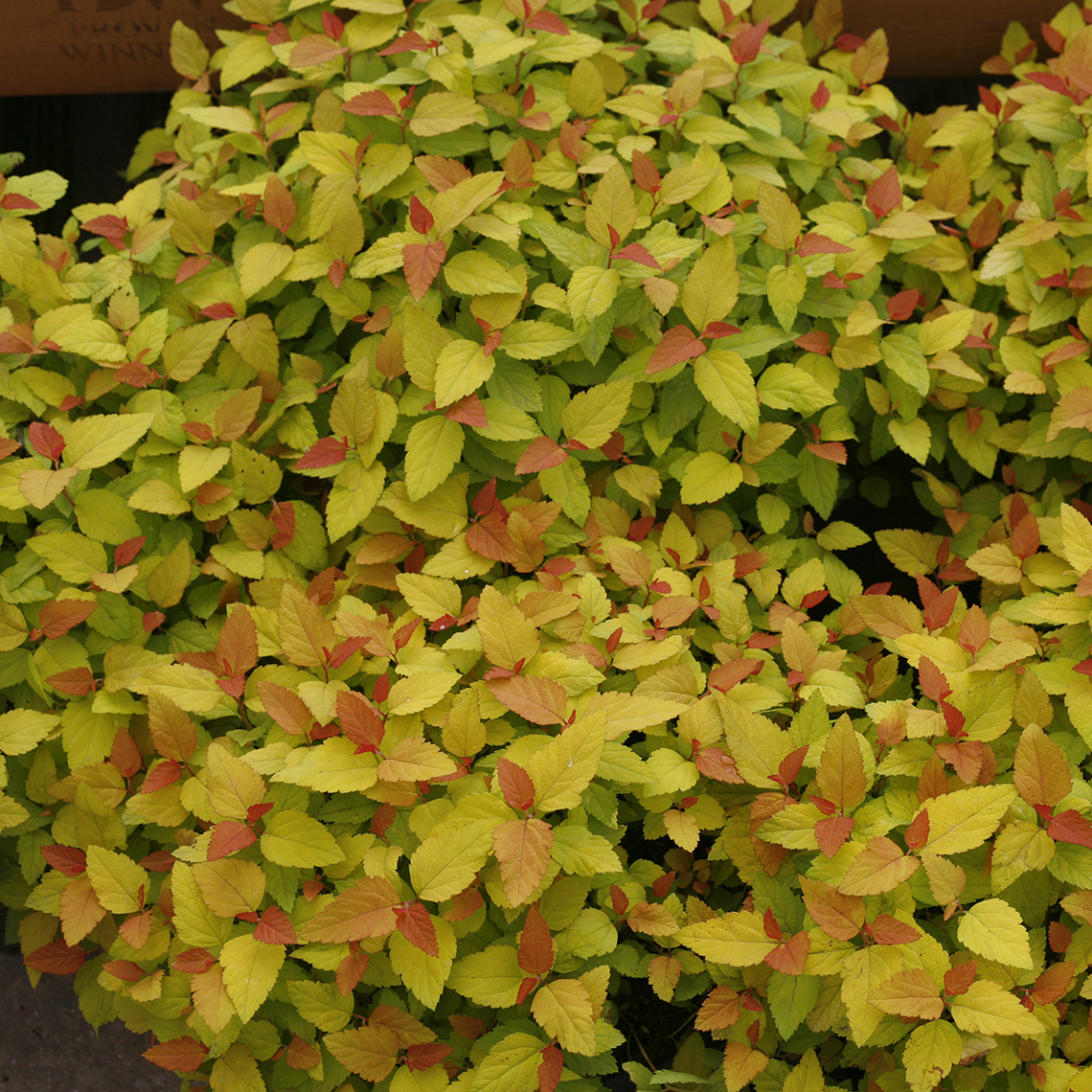 Group of Double Play Candy Corn Spiraea with colorful foliage