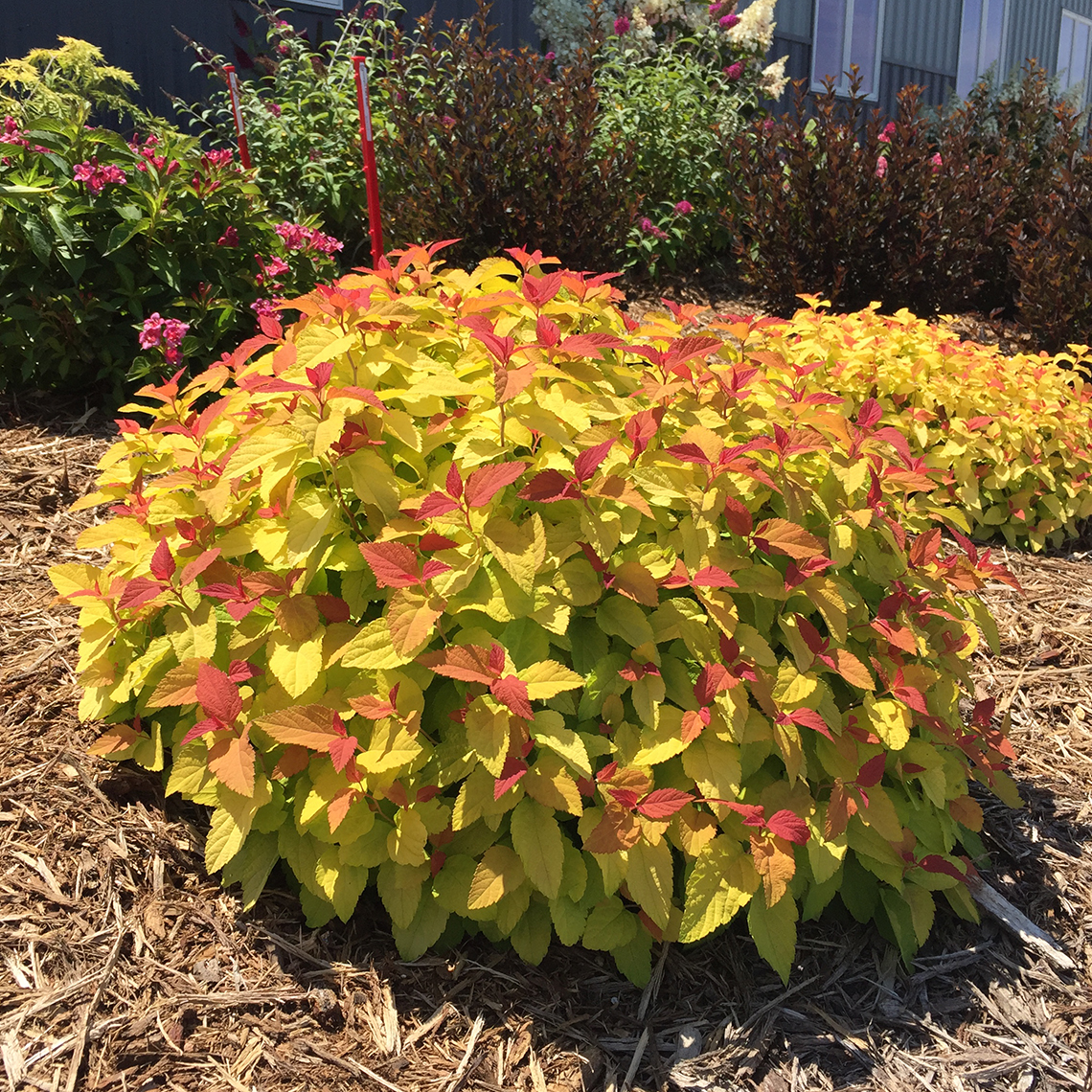 Orange lime and red new growth on Double Play Candy Corn Spiraea