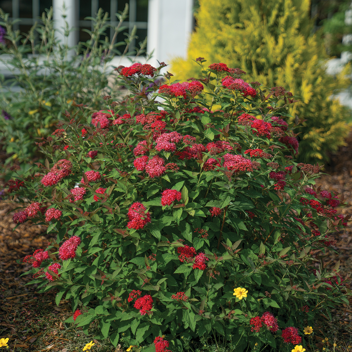 Red flowered Double Play Doozie Spiraea in home landscape