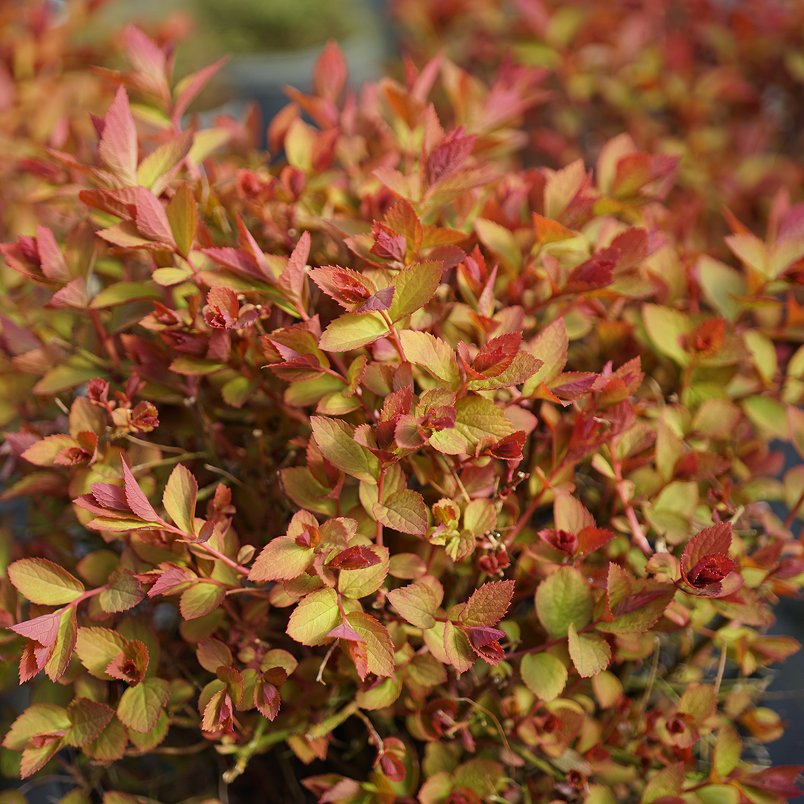 Bright lime and red early spring color of Double Play Doozie Spiraea