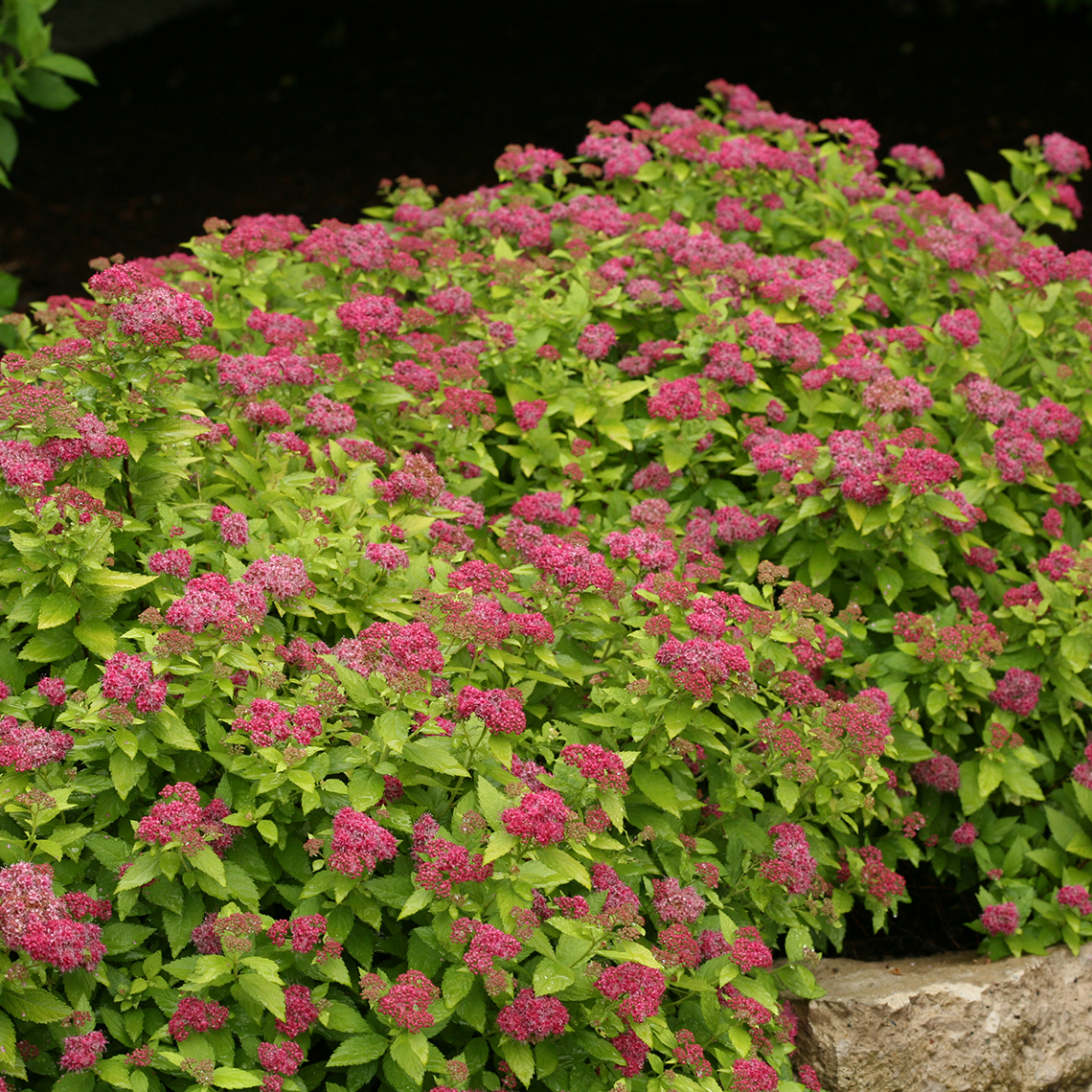 Pure pink flowers on a compact gold leafed Double Play Gold Spiraea
