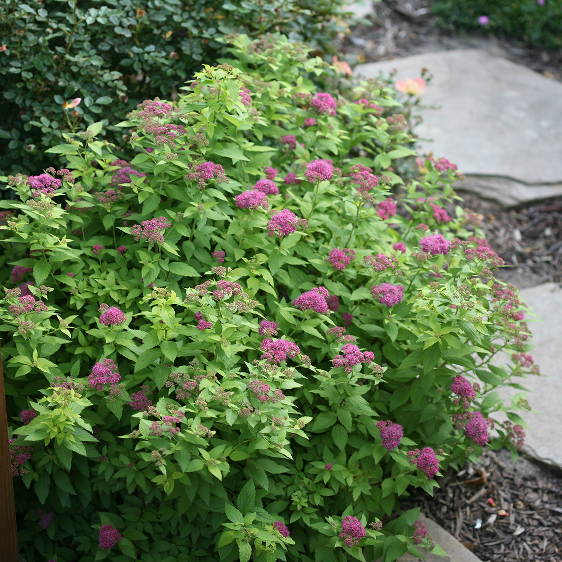 Blooming Double Play Gold Spiraea along stone path