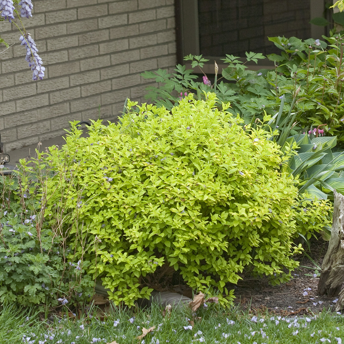 Bright yellow Double Play Gold Spiraea in garden bed
