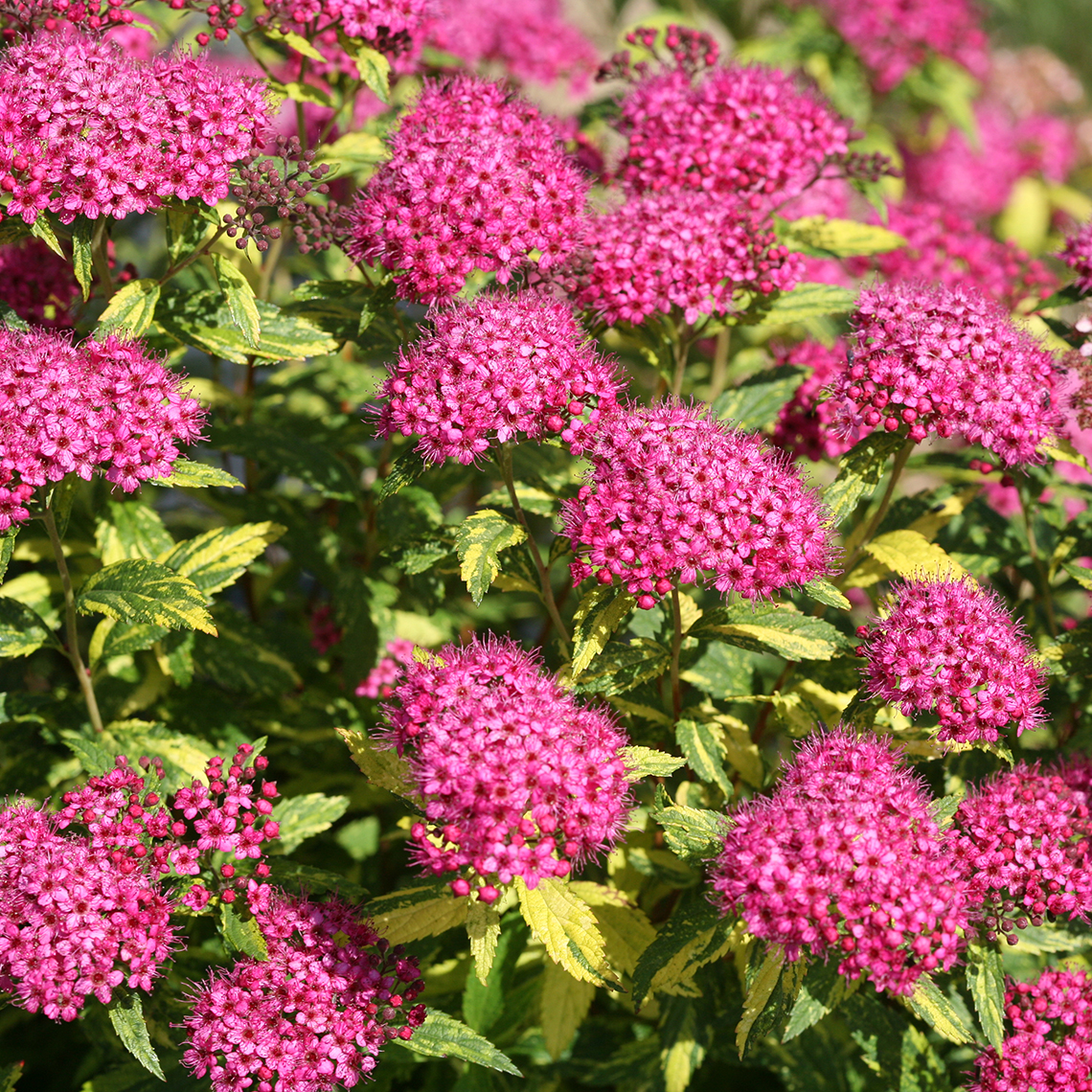 Double Play Painted Lady Spiraea's eye catching combination of hot pink flowers and yellow and green variegated foliage