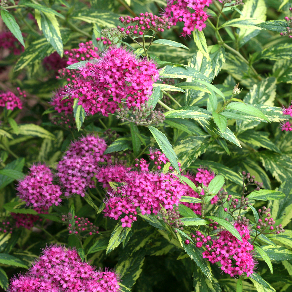 Close up of Double Play Painted Lady Spiraea's pink flowers and variegated foliage