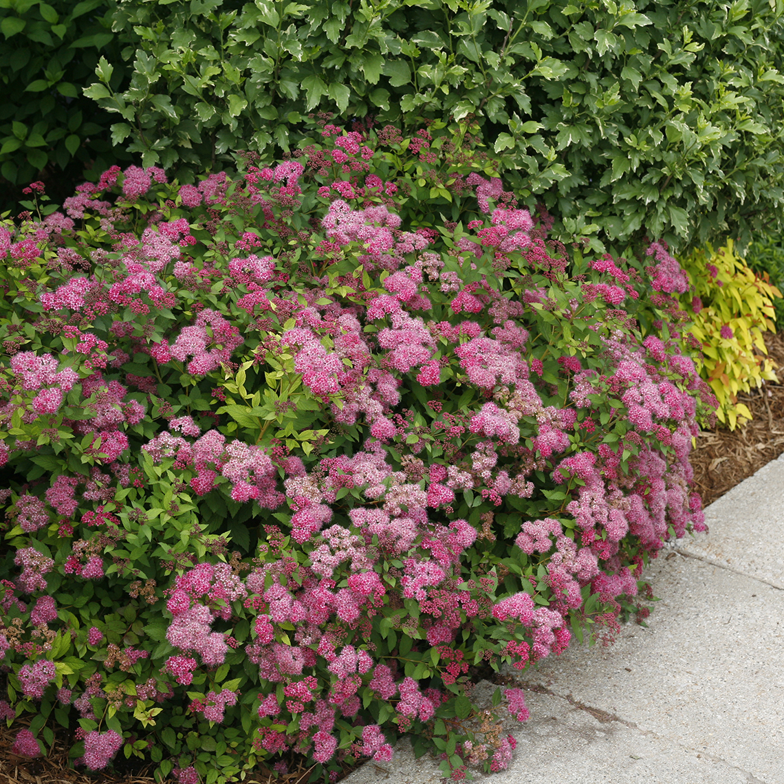 Mounded Double Play Pink Spiraea in garden bed along sidewalk
