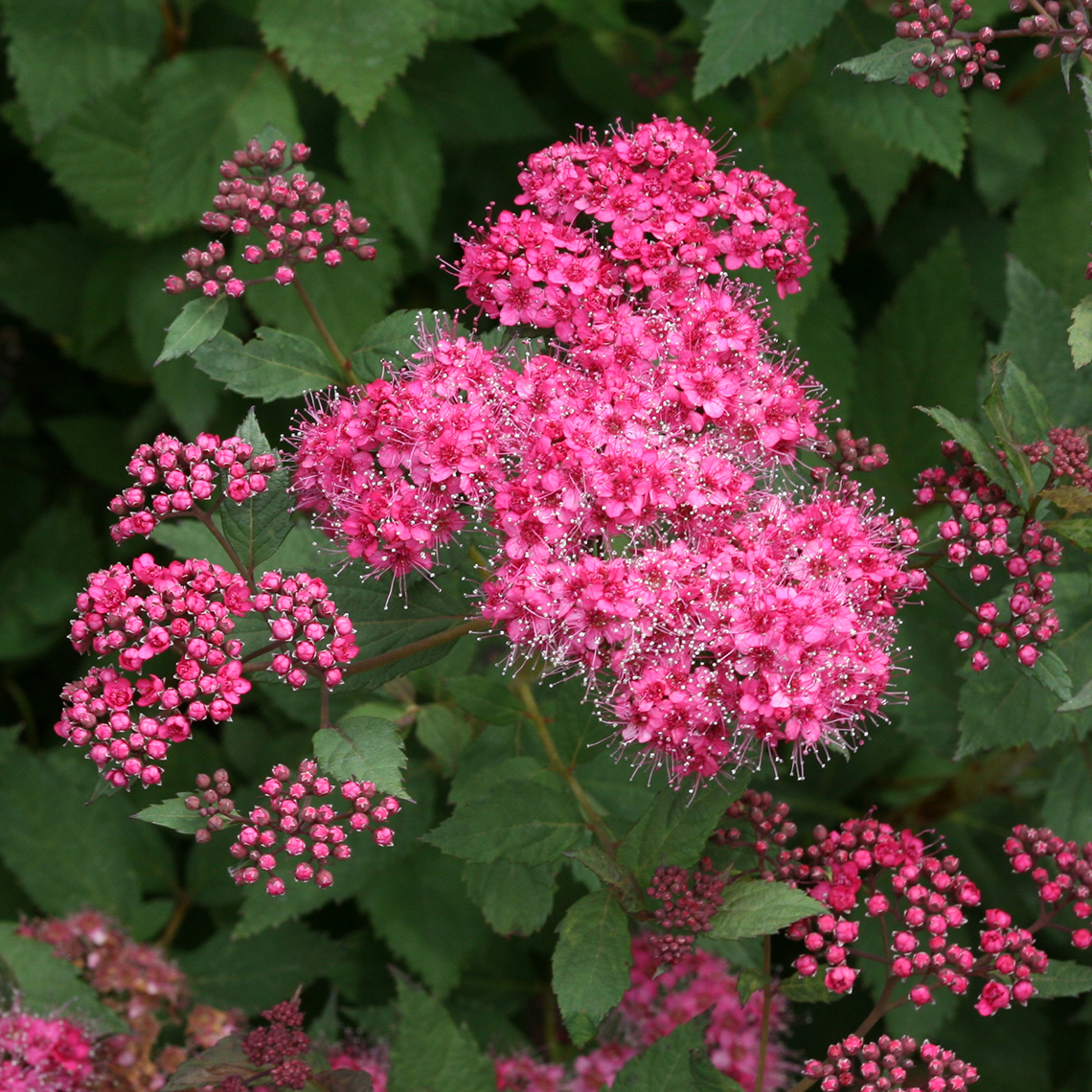 Close up of vibrant pink Double Play Pink Spiraea flower clusters